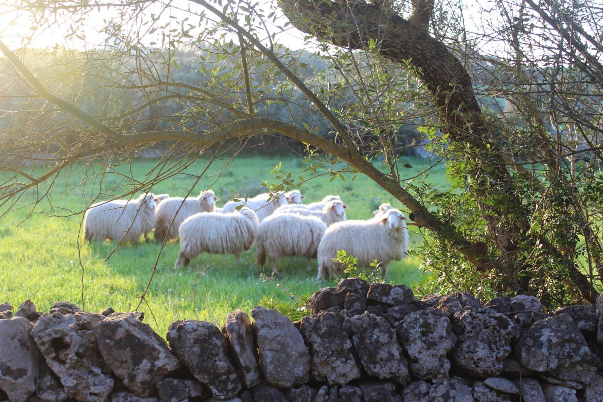 Agroturismo Santa Mariana Alaior Bagian luar foto