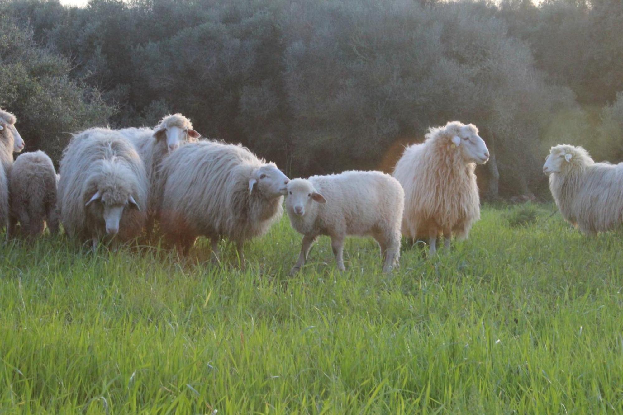 Agroturismo Santa Mariana Alaior Bagian luar foto