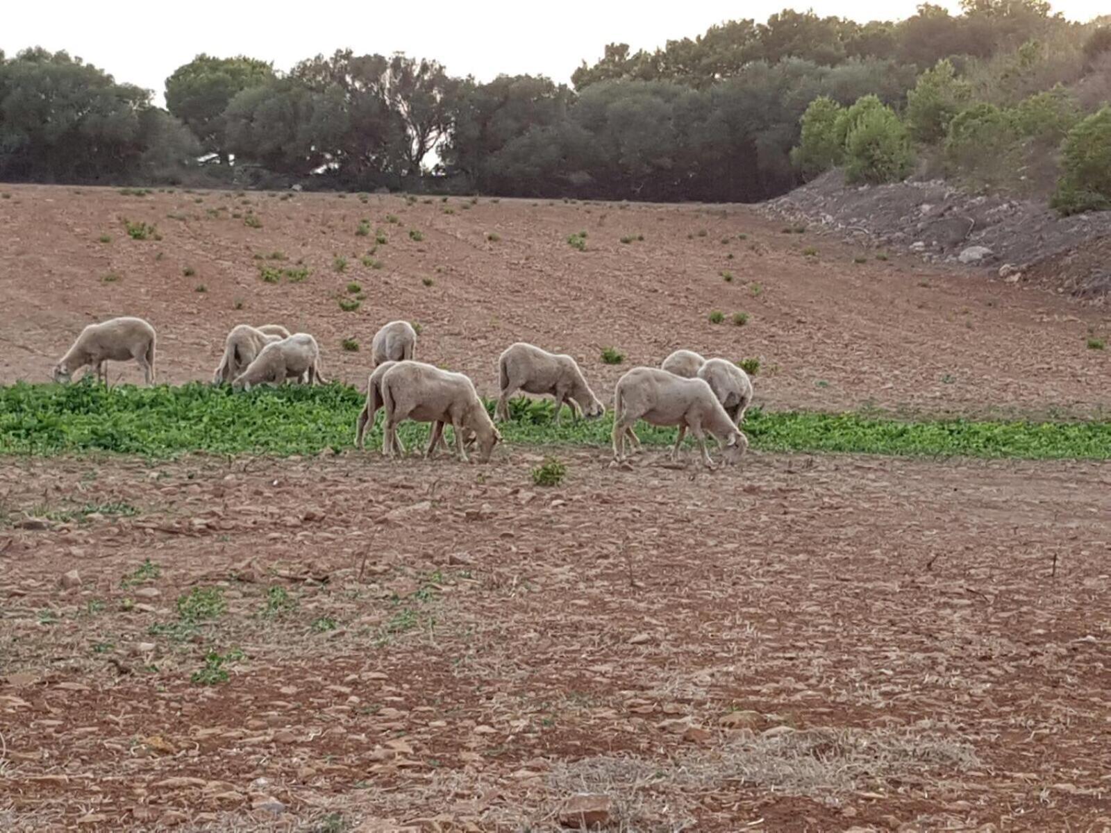 Agroturismo Santa Mariana Alaior Bagian luar foto