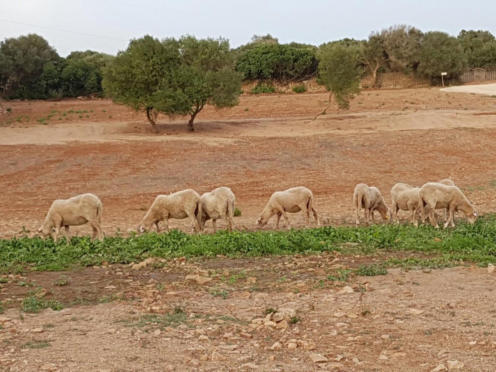 Agroturismo Santa Mariana Alaior Bagian luar foto